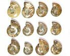 Lot: - Polished Whole Ammonite Fossils - Pieces #116721-2